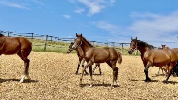 „Top-Investition: Traumhafte Reitanlage mit großem Potenzial nahe der Schweizer Grenze“, 78532 Tuttlingen, Reiterhof