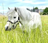 Attraktive Reitanlage